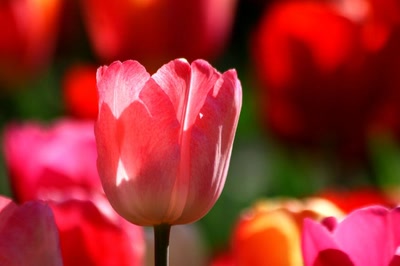 Œuvre de rami68: Les tulipes du zoo(18) A nouveau une rouge