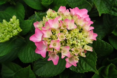 Œuvre de Ondine: A peine éclose