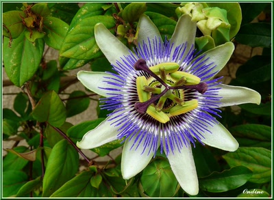 Œuvre de Pgarnier: Retouche photo de Ondine