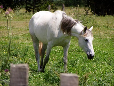 Résultat de recherche: cheval