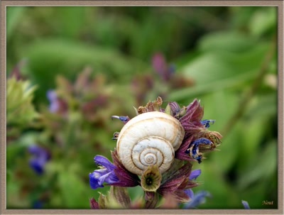 La sauge est visitée