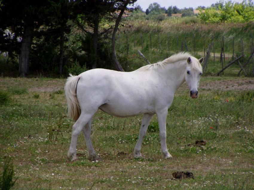 cheval