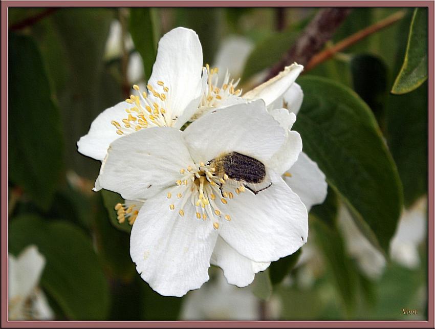 La belle et la bête