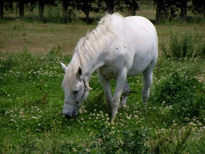 Résultat de recherche: cheval