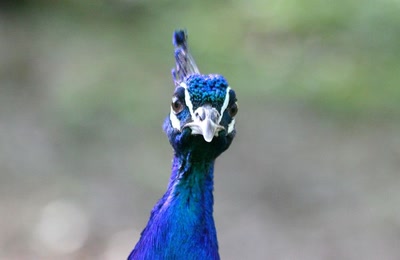 Qu'est-ce-que tu veux ?