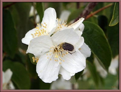 La belle et la bête