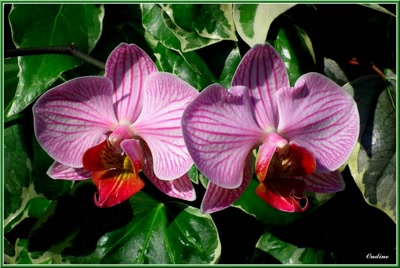 Œuvre de Pgarnier: Retouche photo Ondine