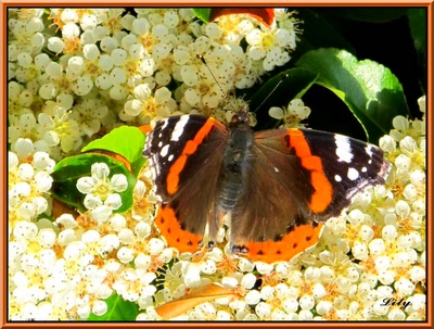 Œuvre de Pgarnier: Retouche photo Lily