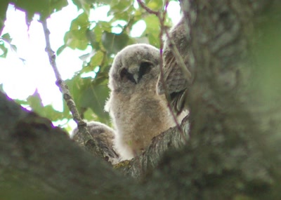 Œuvre de insousiant: nos voisins les chouettes