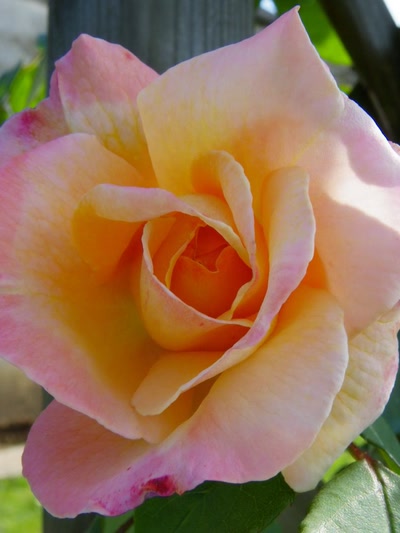 Œuvre de Mephistopheles: Coeur de rose