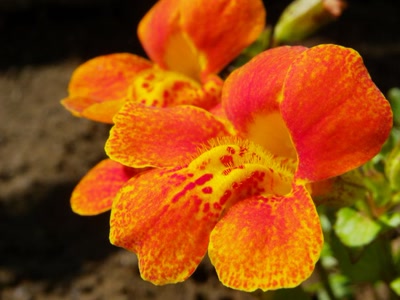 Œuvre de Mephistopheles: De si mignons petits poils.