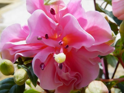 Œuvre de Mephistopheles: Joli fuschias