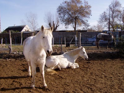 Résultat de recherche: chevaux