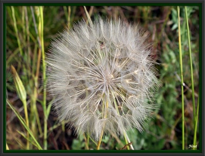 Résultat de recherche: Akènes retouchés