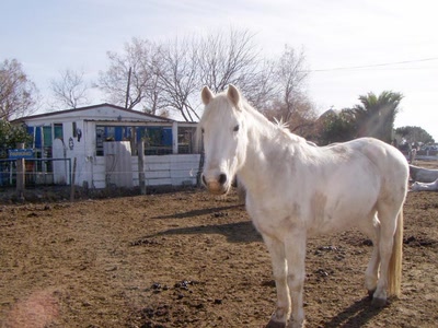 Résultat de recherche: cheval