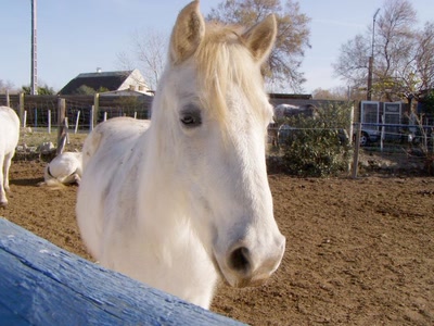 Résultat de recherche: cheval