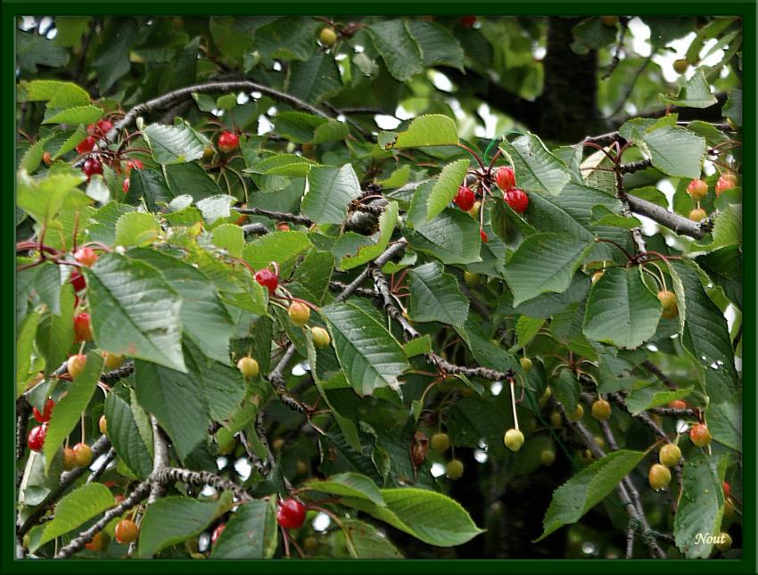 Le temps des cerises