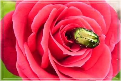 Œuvre de Ondine: Un bijou !