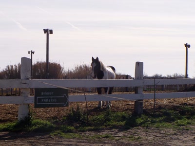 Résultat de recherche: cheval