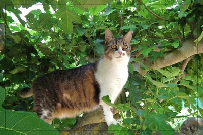 Œuvre de Ondine: Vigilante