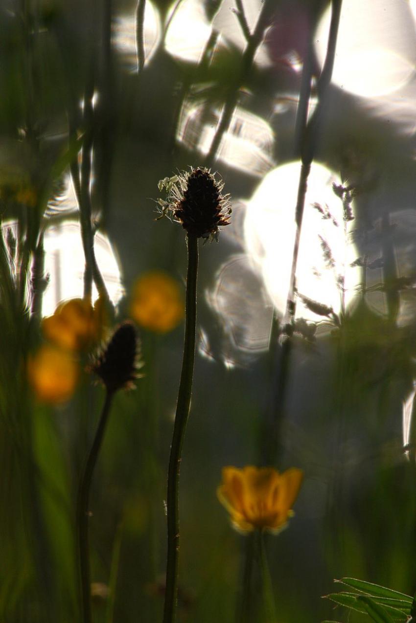 Au bord du canal, à contre-jour (1)