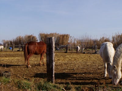 Résultat de recherche: chevaux