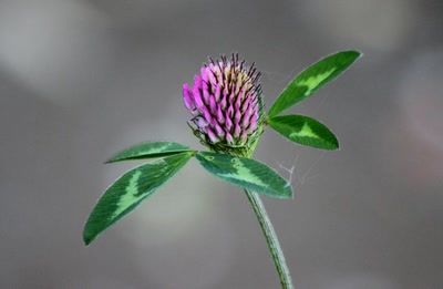 Résultat de recherche: Au bord du canal,  toutes sortes de fleurs (?) (2)