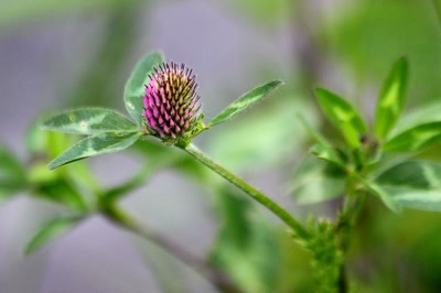 Résultat de recherche: Au bord du canal,  toutes sortes de fleurs (?).