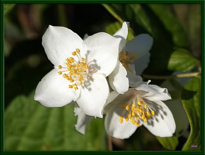 Résultat de recherche: pour les amis de Foupix