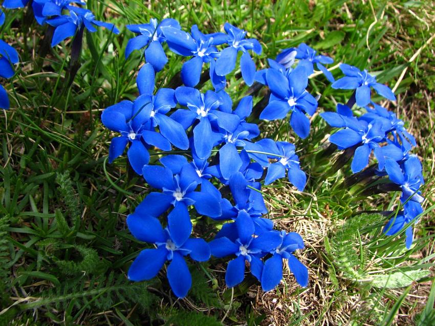 Gentianes printaniéres