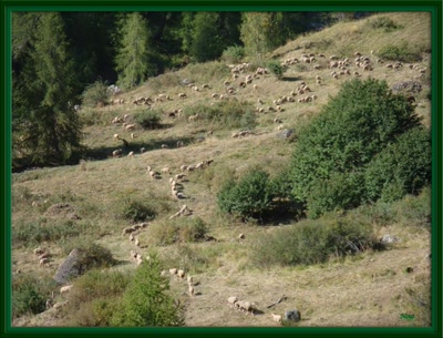 Œuvre de Nout: Le grand troupeau