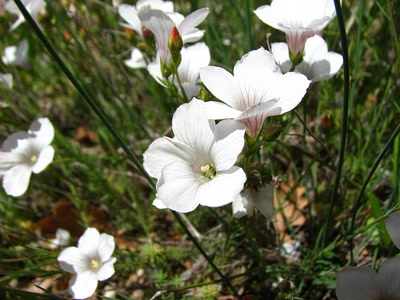 Résultat de recherche: Lin a feuilles de salsola