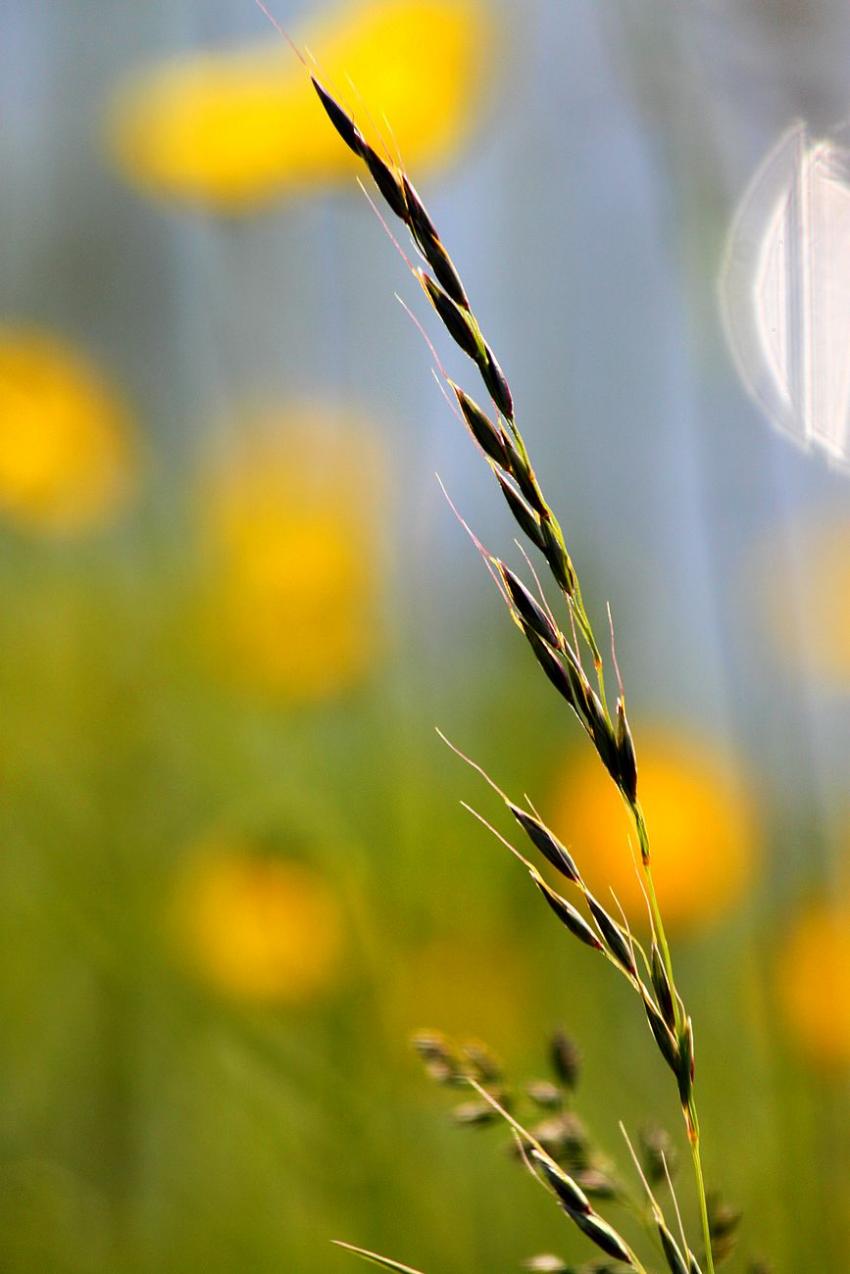 Au bord du canal,  toutes sortes de fleurs (?) (4)