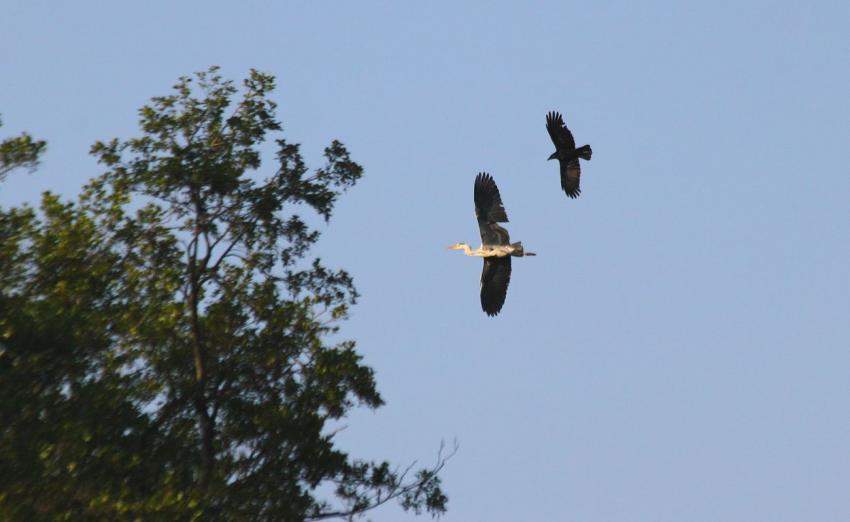 Le corbeau chasse le héron