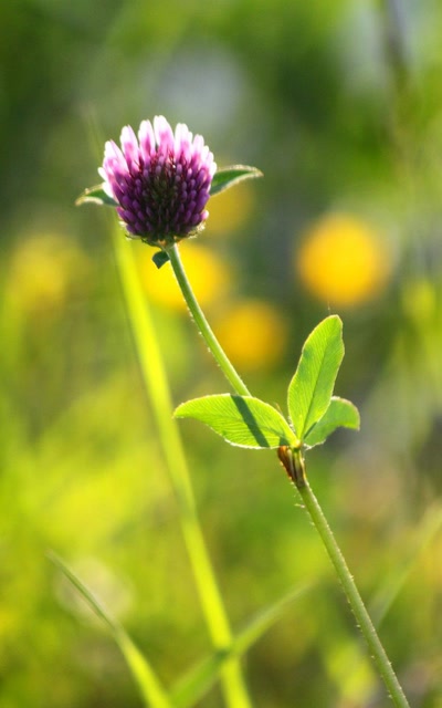 Résultat de recherche: Au bord du canal,  toutes sortes de fleurs (?) (6)