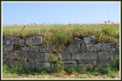 Résultat de recherche: Vieux mur et coquelicots