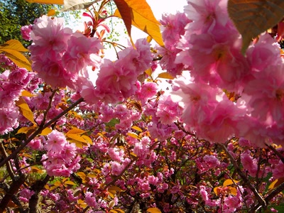 Résultat de recherche: Fleurs roses