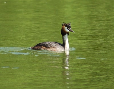 Œuvre de insousiant: grèbe huppé