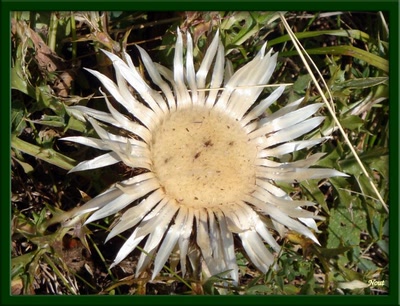 Œuvre de Nout: carline