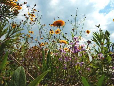 Œuvre de PurpleStorm: Fleurs