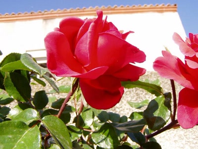 Résultat de recherche: ma rose