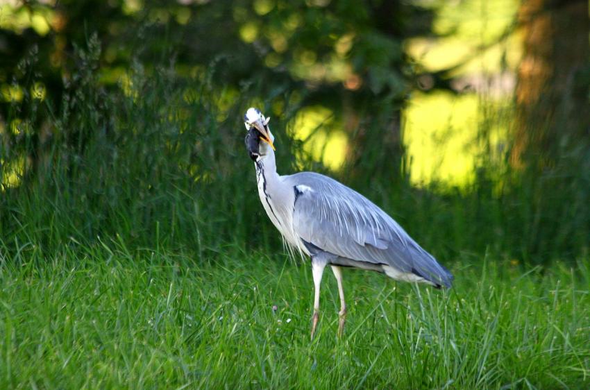 La série : Le héron et la taupe (4)
