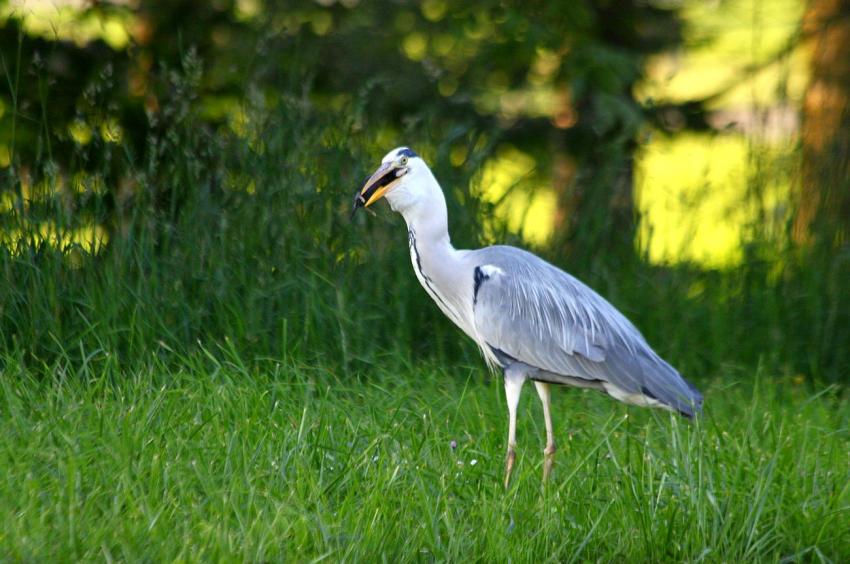 La série : Le héron et la taupe (3)