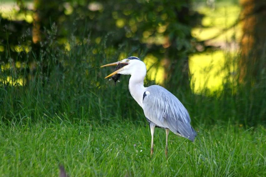 La série : Le héron et la taupe (2)