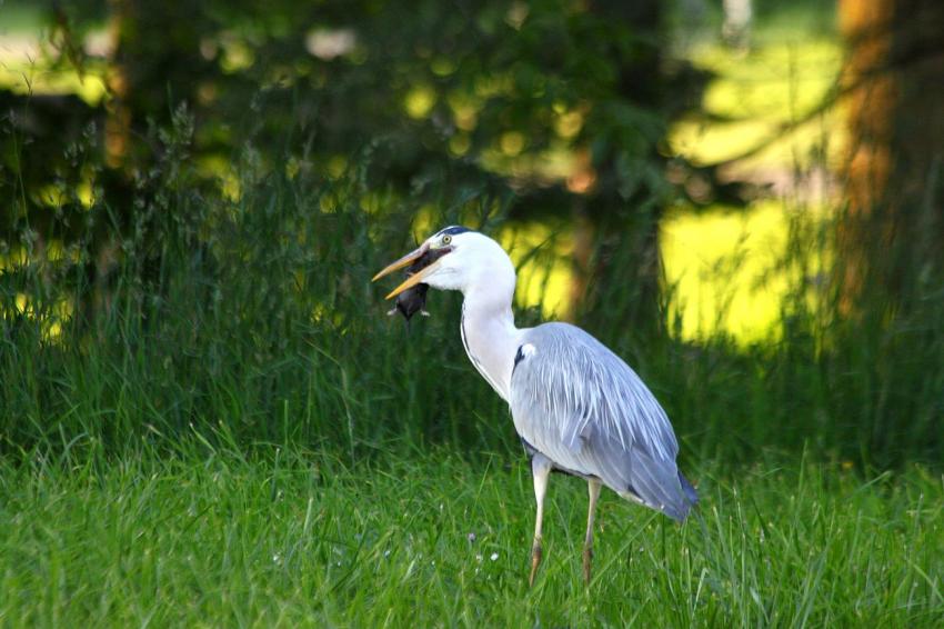 La série : Le héron et la taupe (1)