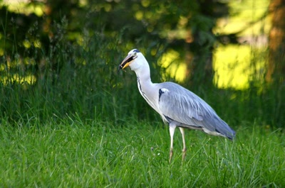 La série : Le héron et la taupe (3)