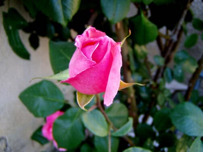 Résultat de recherche: ma rose