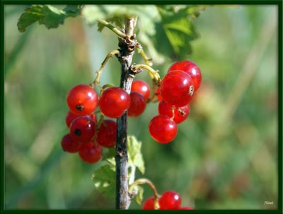 Bientôt en gelée ?