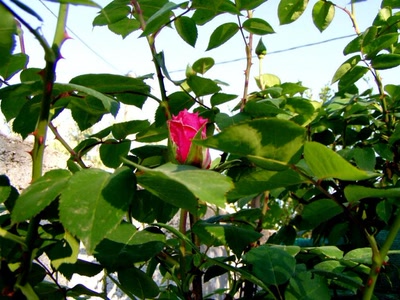 Résultat de recherche: ma rose