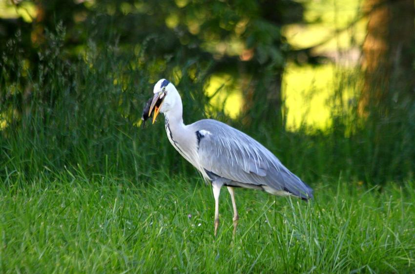 La série : Le héron et la taupe (6)